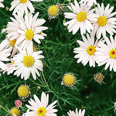 A cluster of light pink daisies with yellow centers blooms among green foliage, with a few buds and wilted flowers scattered throughout.