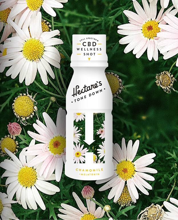 A bottle of Hectars Tone Down CBD Wellness Shot with chamomile flavor stands upright, surrounded by blooming white and yellow chamomile flowers and green foliage.