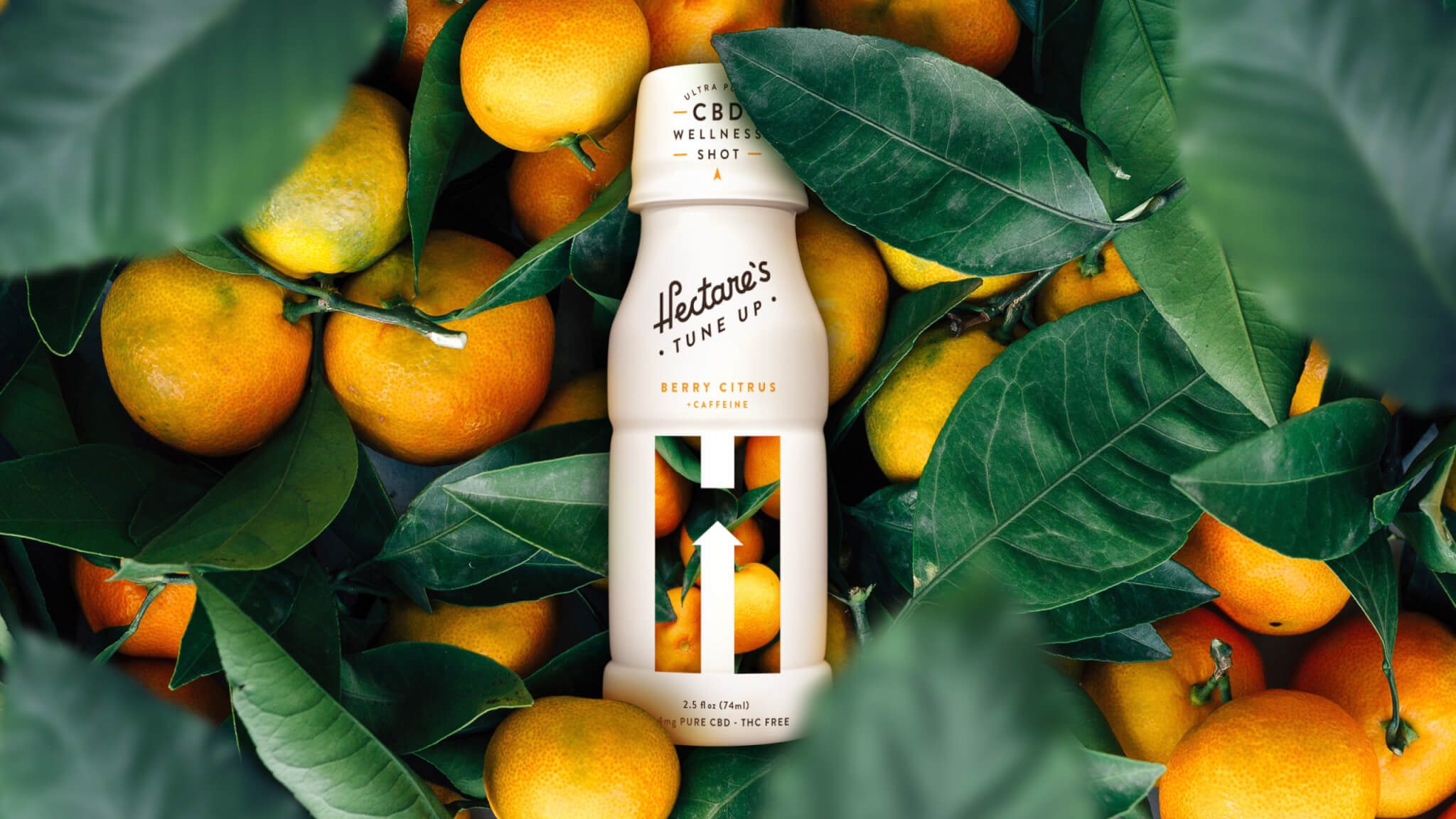 A bottle of Healer’s Tune Up Berry Citrus CBD wellness shot is surrounded by fresh oranges and green leaves. The bottle is upright and centered among the fruit.
